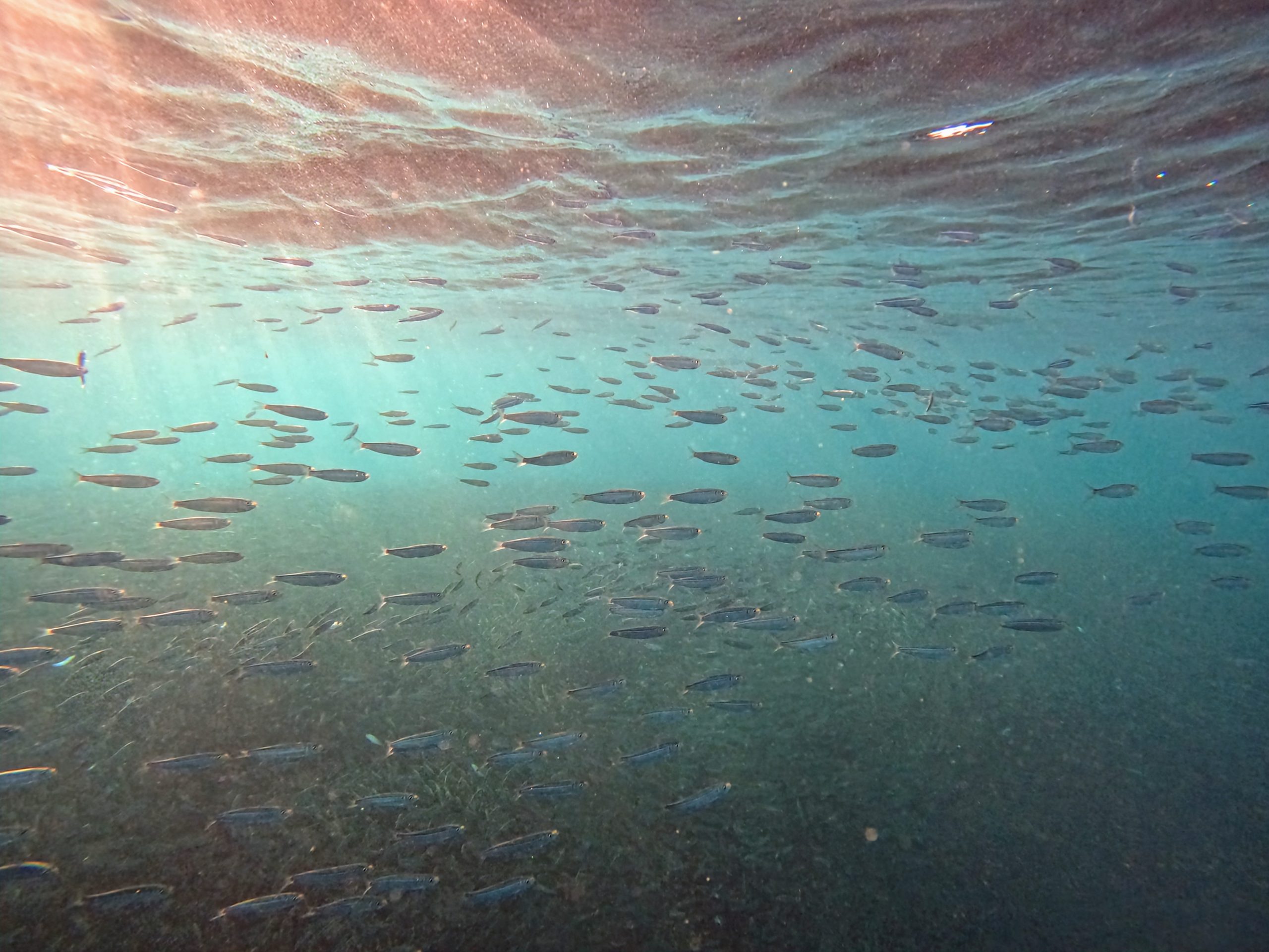 A shoal of sardine in early morning light